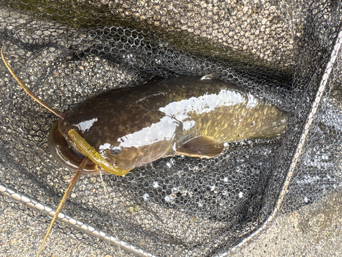 ナマズの釣果