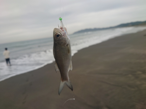 コノシロの釣果