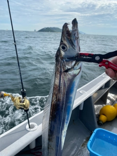 タチウオの釣果