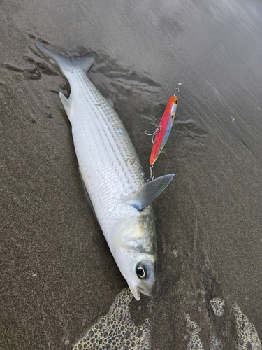 ボラの釣果