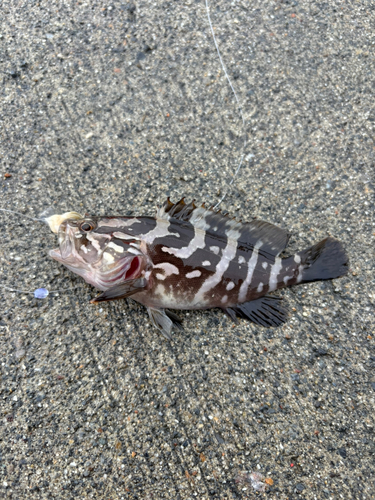 ハタの釣果