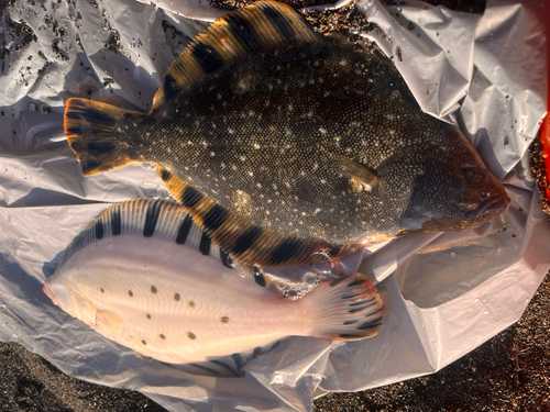 マツカワの釣果