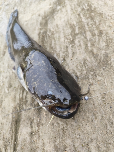 ナマズの釣果