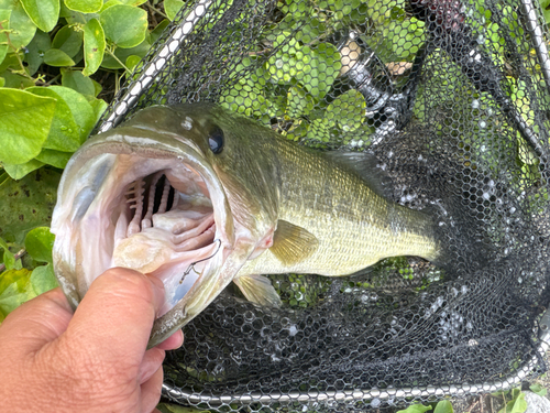 ラージマウスバスの釣果