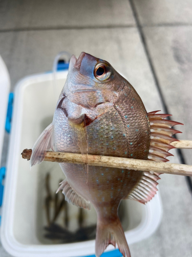 タイの釣果