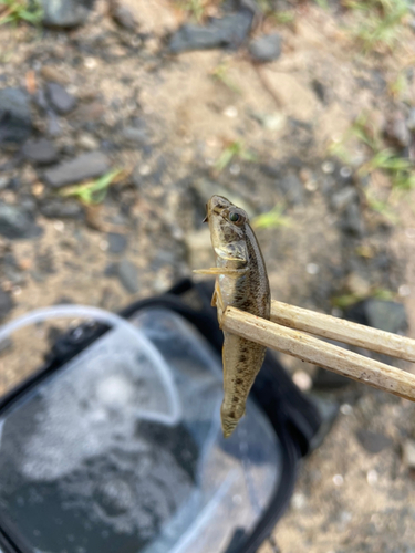 マハゼの釣果