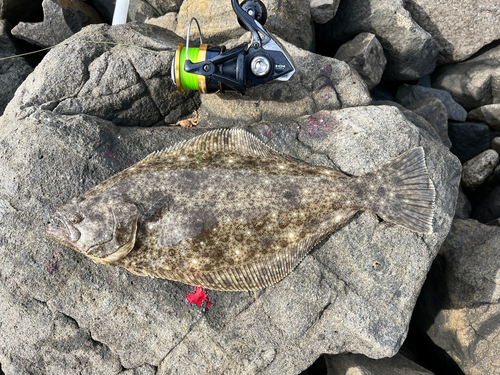 ソゲの釣果