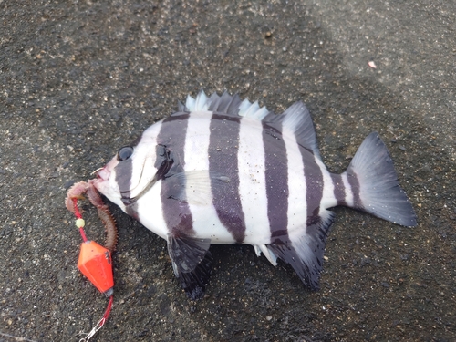 イシガキイシダイの釣果