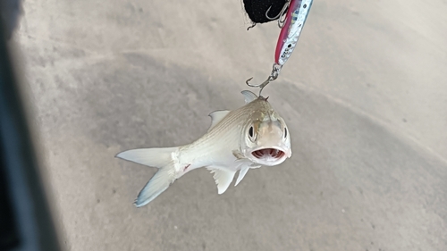 ツバメコノシロの釣果