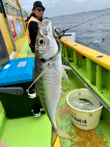 マアジの釣果