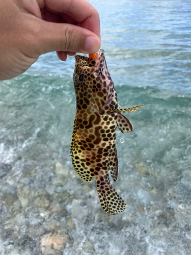 イシミーバイの釣果