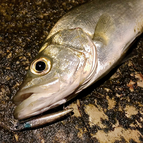 セイゴ（ヒラスズキ）の釣果