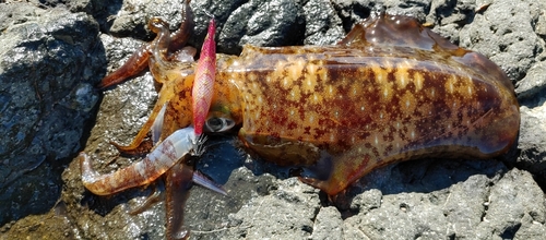 アオリイカの釣果