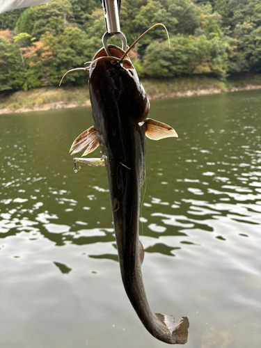 ナマズの釣果