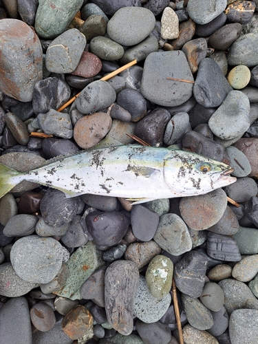 イナダの釣果