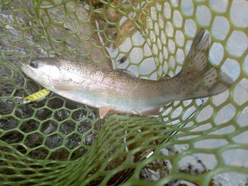 ニジマスの釣果