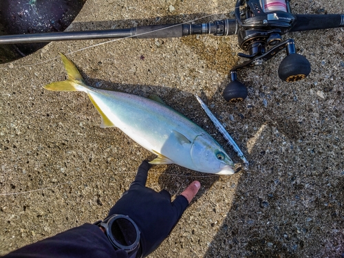 ショッコの釣果