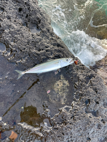 サバの釣果