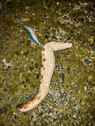 ナマコの釣果