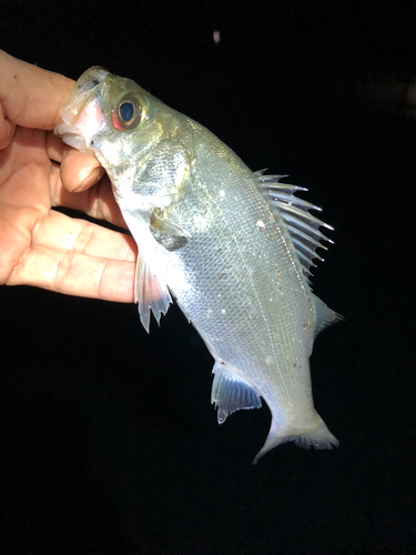 セイゴ（ヒラスズキ）の釣果