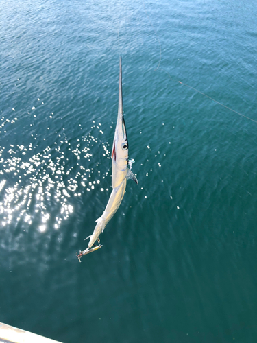 ダツの釣果