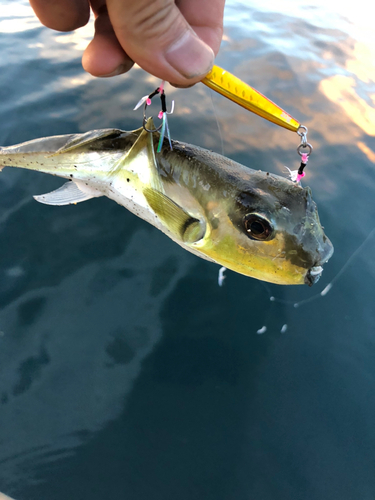 シロサバフグの釣果