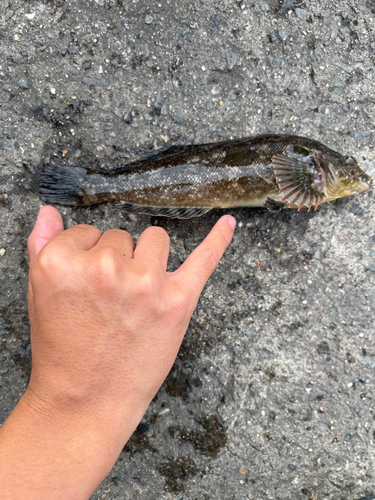 アイナメの釣果