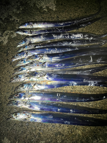 タチウオの釣果