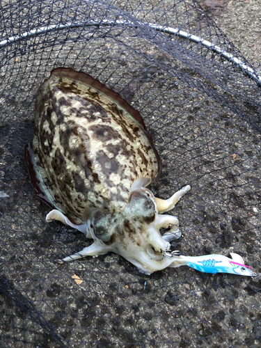 モンゴウイカの釣果