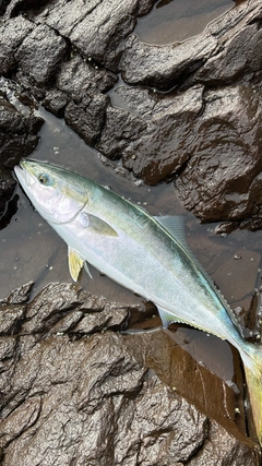 ハマチの釣果