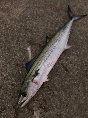 サゴシの釣果