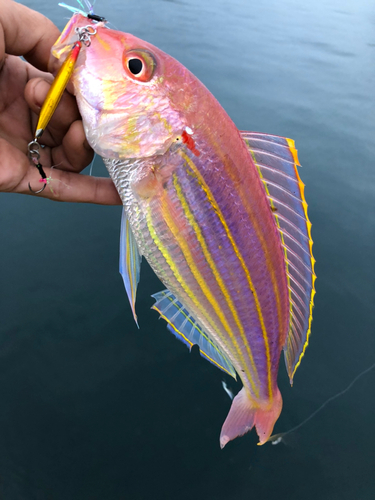 イトヨリダイの釣果