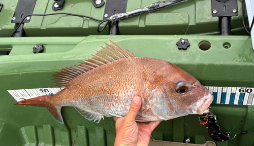 タイの釣果