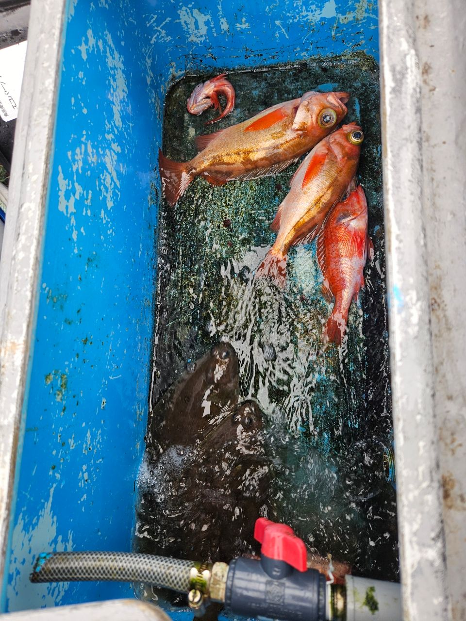 洋平たんさんの釣果 1枚目の画像