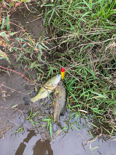 ラージマウスバスの釣果