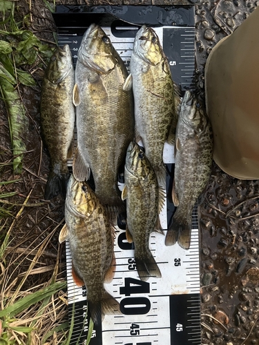 スモールマウスバスの釣果