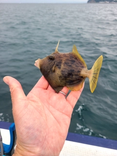 カワハギの釣果