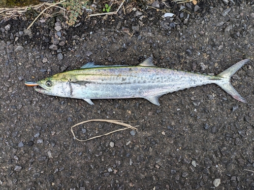 サゴシの釣果