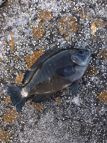 グレの釣果