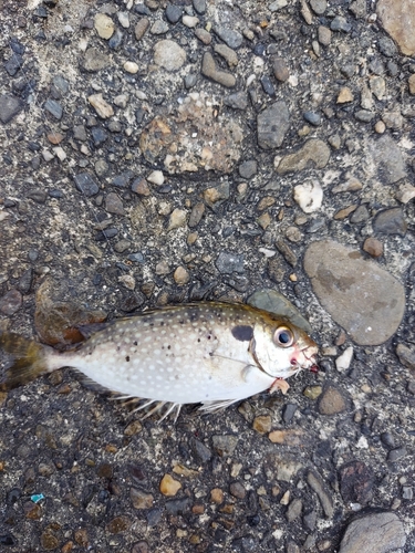 アイゴの釣果