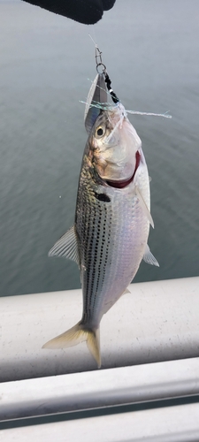 コノシロの釣果