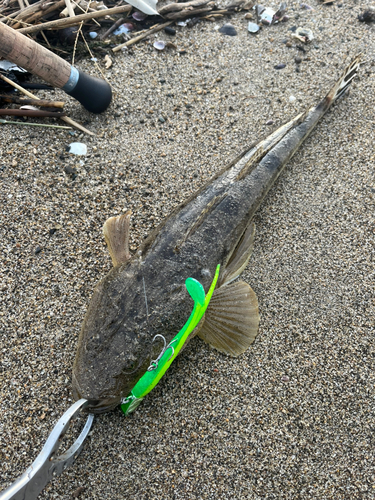 マゴチの釣果