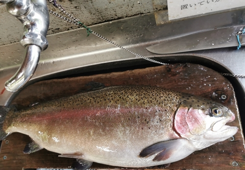 ニジマスの釣果