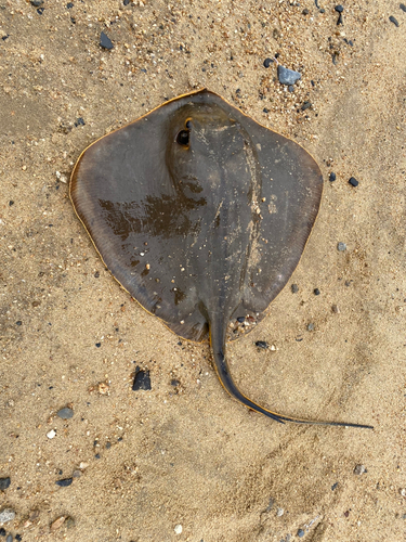 アカエイの釣果