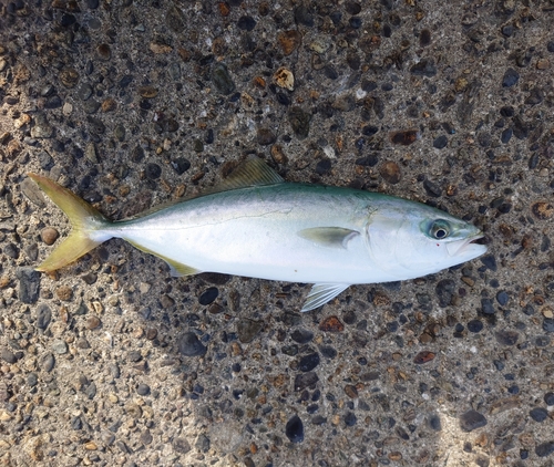 イナダの釣果