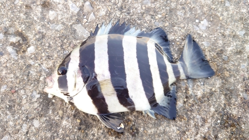 イシダイの釣果