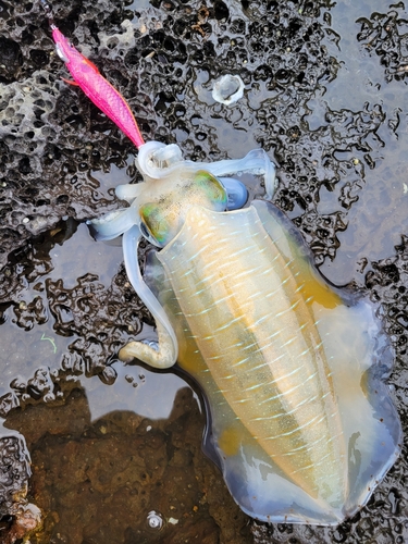 アオリイカの釣果