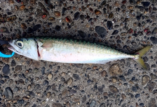 サバの釣果