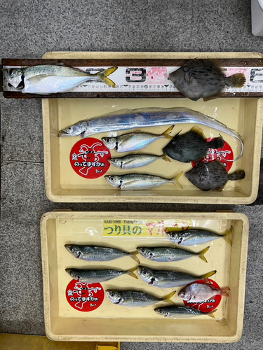 アジの釣果