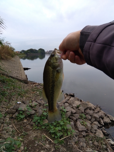 ラージマウスバスの釣果